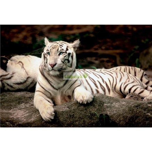 TREFL 1500 EL. Tygrys Bengalski 
