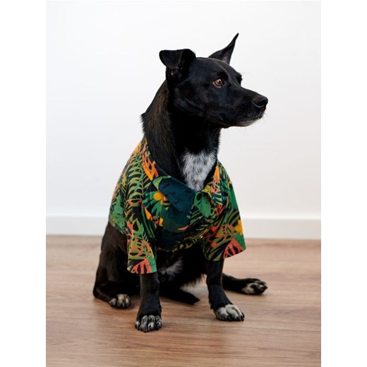 Sinsay - Ubranko dla psa - czarny ze sklepu Sinsay w kategorii Dla zwierząt - zdjęcie 161211840