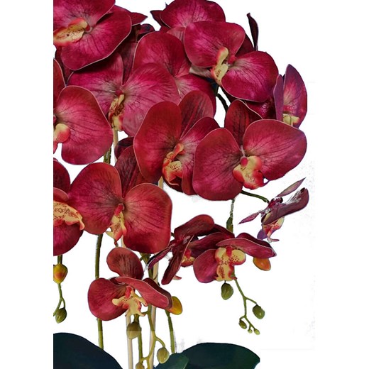 Śliczny bordowy storczyk orchidea- kompozycja kwiatowa 60 cm 3pgrr Pantofelek24 60 cm. Pantofelek24.pl Jacek Włodarczyk