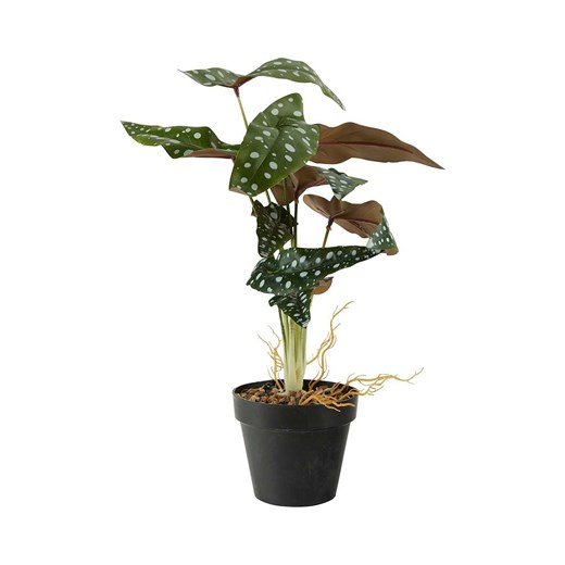 Bahne sztuczna roślina w doniczce Dotted Begonia ze sklepu ANSWEAR.com w kategorii Dekoracje - zdjęcie 166202270