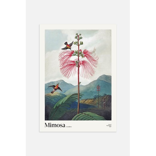 H & M - Mimosa Grandiflora Plakat - Zielony ze sklepu H&M w kategorii Plakaty - zdjęcie 169907782