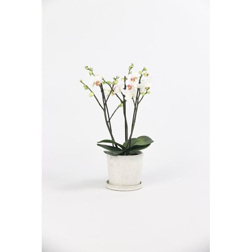 H & M - Phalaenopsis Multiflora biały - Zielony ze sklepu H&M w kategorii Dekoracje - zdjęcie 169908830
