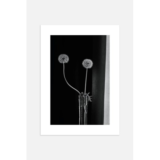 H & M - Two Dandelions Plakat - Czarny ze sklepu H&M w kategorii Plakaty - zdjęcie 169908934