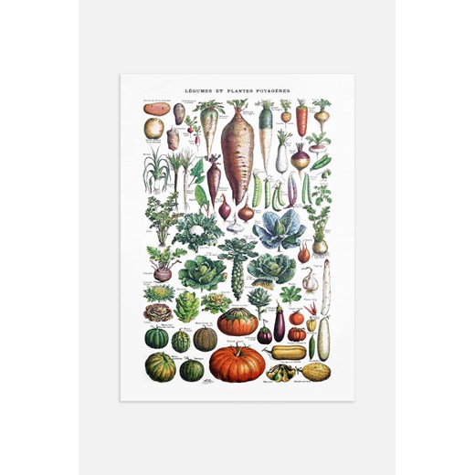 H & M - Garden Vegetables Overview Plakat - Biały ze sklepu H&M w kategorii Plakaty - zdjęcie 169909160