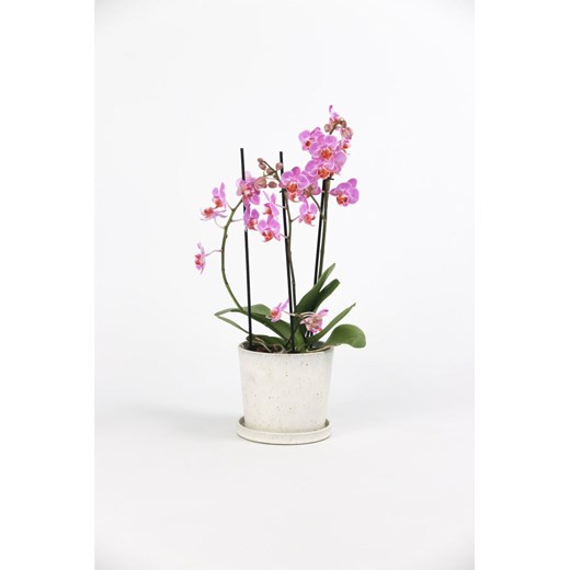 H & M - Phalaenopsis Multiflora różowy - Zielony H & M One Size H&M