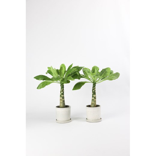 H & M - Brighamia Insignis - zestaw 2 sztuk - Zielony H & M One Size H&M