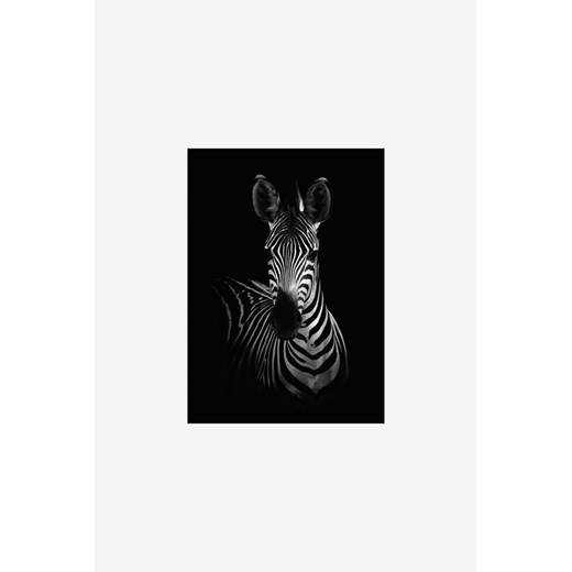 H & M - Wild Photo Art - The Zebra - Czarny ze sklepu H&M w kategorii Plakaty - zdjęcie 170040404
