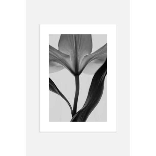 H & M - Tulip Silhouette Plakat - Czarny ze sklepu H&M w kategorii Plakaty - zdjęcie 170117480
