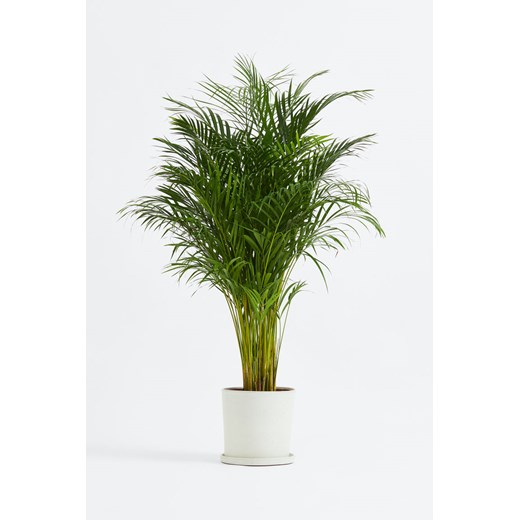 H & M - Areca - złota palma - Zielony ze sklepu H&M w kategorii Dekoracje - zdjęcie 170635430