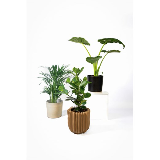 H & M - Zestaw 3 różnych palm - Zielony ze sklepu H&M w kategorii Dekoracje - zdjęcie 170635601