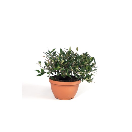 H & M - Oliwka Europesjka - bonsai - Zielony ze sklepu H&M w kategorii Dekoracje - zdjęcie 170635791