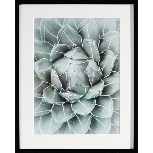 Obraz Succulents II 40x50cm ze sklepu dekoria.pl w kategorii Obrazy - zdjęcie 172473503
