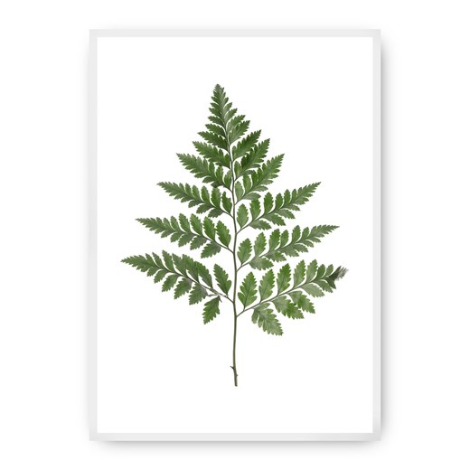 Plakat Fern Green ze sklepu dekoria.pl w kategorii Obrazy - zdjęcie 172474222