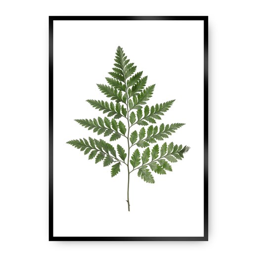Plakat Fern Green ze sklepu dekoria.pl w kategorii Obrazy - zdjęcie 172474233