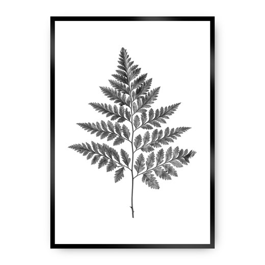 Plakat Fern Grey ze sklepu dekoria.pl w kategorii Obrazy - zdjęcie 172474240