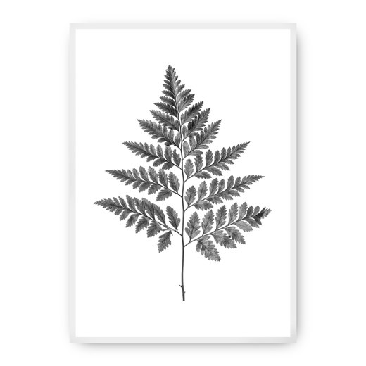 Plakat Fern Grey ze sklepu dekoria.pl w kategorii Obrazy - zdjęcie 172474241