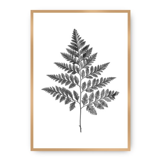 Plakat Fern Grey ze sklepu dekoria.pl w kategorii Obrazy - zdjęcie 172474242