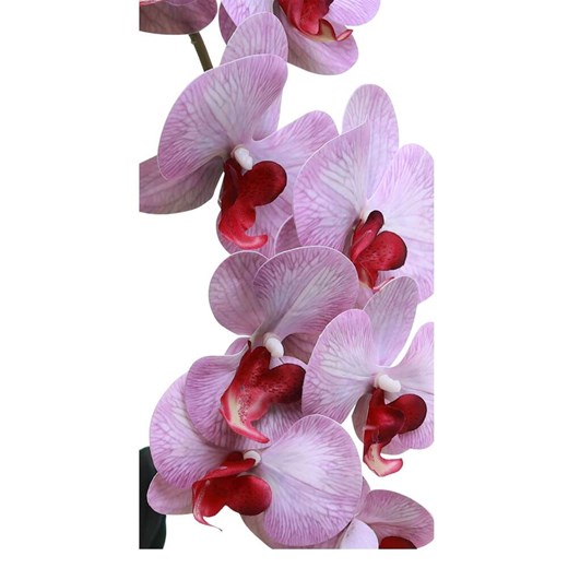 Dekoracja Pantofelek24 