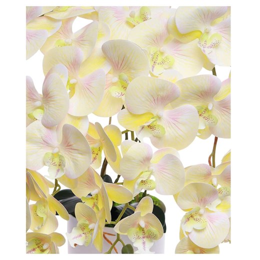 Żółty duży storczyk orchidea Kompozycja kwiatowa 5 Pędów 60 cm KOMp74 S640 Pantofelek24 60 cm. Pantofelek24.pl