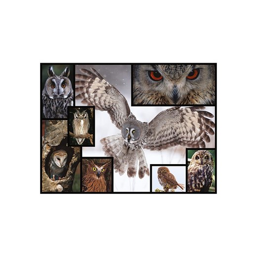 ambassador 1000-częściowe puzzle &quot;Owl&quot; - 12+ Ambassador onesize wyprzedaż Limango Polska