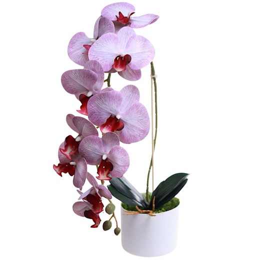 Fioletowo biały storczyk orchidea Kompozycja kwiatowa 1 Pęd 55 cm KOMp70 S240 ze sklepu Pantofelek24.pl w kategorii Dekoracje - zdjęcie 179042503