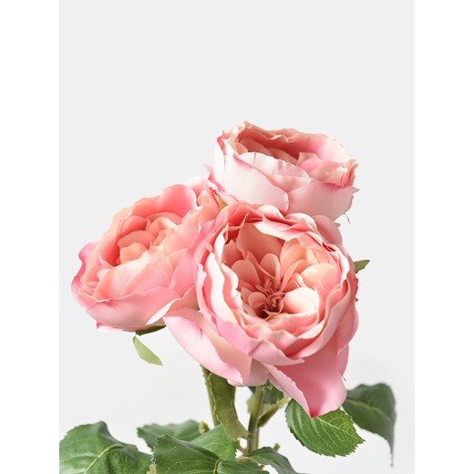 Sinsay - Roślina ozdobna 3 pack - Kwiat róży ogrodowej - różowy Sinsay One Size Sinsay