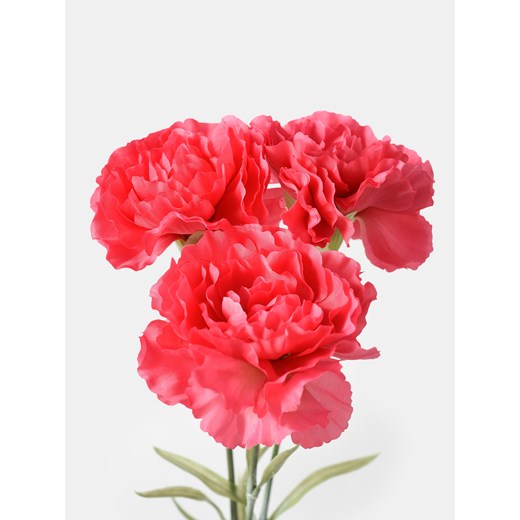 Sinsay - Roślina ozdobna 3 pack - Goździki - różowy Sinsay One Size Sinsay