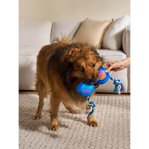 Sinsay - Zabawka dla psa w kształcie okularów - niebieski Sinsay One Size Sinsay