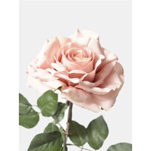 Sinsay - Roślina ozdobna - Róża - beżowy Sinsay One Size Sinsay