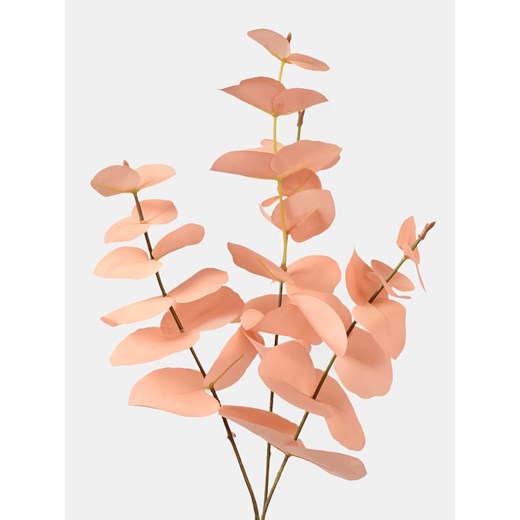 Sinsay - Roślina ozdobna - Eukaliptus - pomarańczowy Sinsay One Size Sinsay