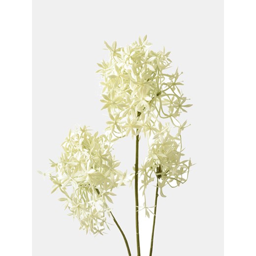 Sinsay - Roślina ozdobna - Czosnek - kremowy Sinsay One Size Sinsay