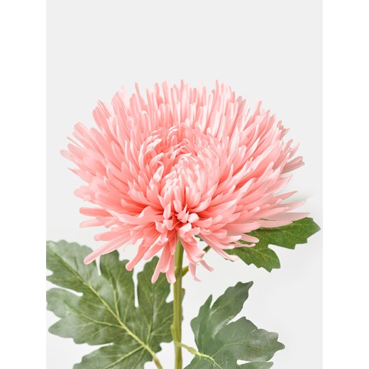 Sinsay - Roślina ozdobna - Chryzantema - pomarańczowy Sinsay One Size Sinsay