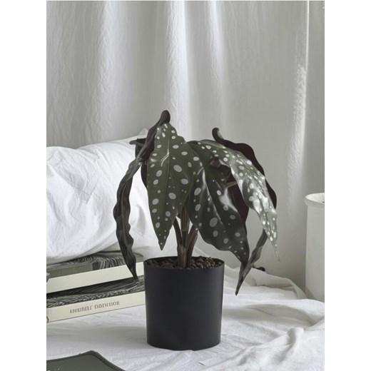 Sinsay - Roślina ozdobna - begonia muculata - fioletowy ze sklepu Sinsay w kategorii Dekoracje - zdjęcie 185087114