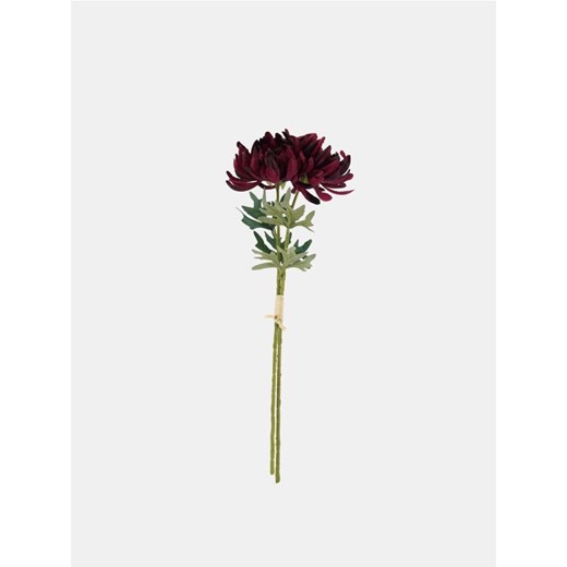 Sinsay - Roślina ozdobna - chryzantema 2 pack - fioletowy ze sklepu Sinsay w kategorii Dom - zdjęcie 185895483