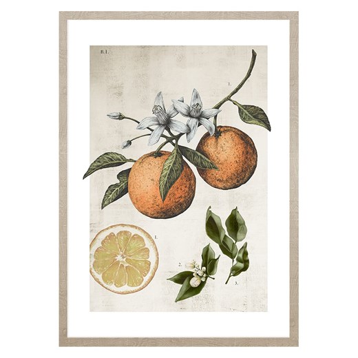 Ars Longa Druk artystyczny &quot;Orange Life Cycle&quot; w ramce - 70 x 50 cm ze sklepu Limango Polska w kategorii Obrazy - zdjęcie 186157390