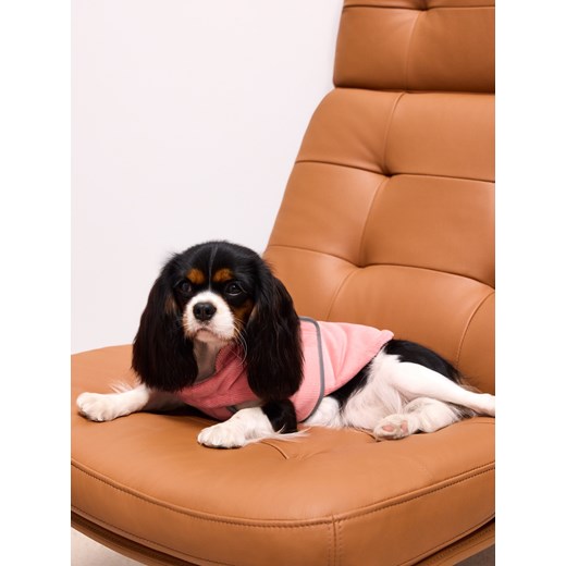 Mohito - Kurtka dla psa - pastelowy różowy ze sklepu Mohito w kategorii Dla zwierząt - zdjęcie 187644651