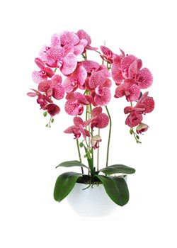 Storczyk orchidea- kompozycja kwiatowa 60 cm 3PGRK ze sklepu Pantofelek24.pl w kategorii Dekoracje - zdjęcie 109605750