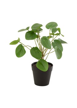 J-Line sztuczna roślina w doniczce ze sklepu ANSWEAR.com w kategorii Dekoracje - zdjęcie 149388121
