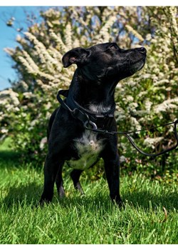 Sinsay - Smycz i obroża dla psa - czarny ze sklepu Sinsay w kategorii Dla zwierząt - zdjęcie 161289914