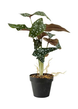 Bahne sztuczna roślina w doniczce Dotted Begonia ze sklepu ANSWEAR.com w kategorii Dekoracje - zdjęcie 166202270