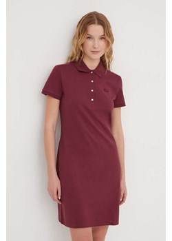 Lacoste sukienka kolor bordowy mini prosta ze sklepu PRM w kategorii Sukienki - zdjęcie 167432561