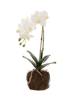 J-Line sztuczna roślina Orchid In Soil ze sklepu ANSWEAR.com w kategorii Dekoracje - zdjęcie 168840934