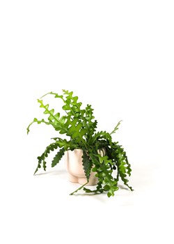 H & M - Kaktus zygzak - Zielony ze sklepu H&M w kategorii Dekoracje - zdjęcie 169907543