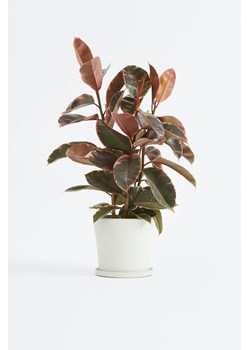 H & M - Ficus Elastica Belize - Zielony ze sklepu H&M w kategorii Dekoracje - zdjęcie 169907913