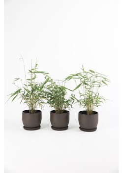 H & M - Bambus - zestaw 3 sztuk - Zielony ze sklepu H&M w kategorii Dekoracje - zdjęcie 169908121