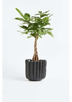 H & M - Pachira drzewko pieniędzy - Zielony ze sklepu H&M w kategorii Dekoracje - zdjęcie 169908792