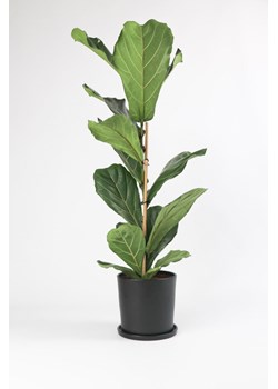 H & M - Ficus Lyrata - Zielony ze sklepu H&M w kategorii Dekoracje - zdjęcie 169908810