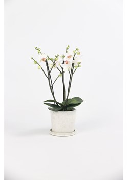 H & M - Phalaenopsis Multiflora biały - Zielony ze sklepu H&M w kategorii Dekoracje - zdjęcie 169908830