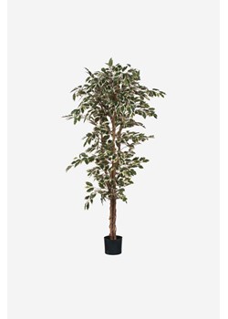 H & M - Sztuczna Roślina Figowca - Zielony ze sklepu H&M w kategorii Dekoracje - zdjęcie 169909021