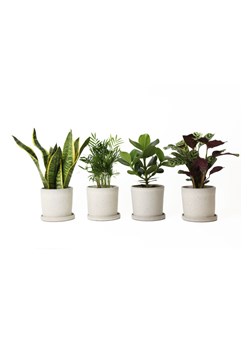 H & M - Rośliny łatwe w pielęgnacji - zestaw 4 - Zielony ze sklepu H&M w kategorii Dekoracje - zdjęcie 169909214